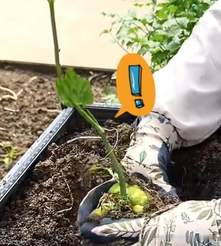 种佛手瓜的家人们！芽朝上朝下别再纠结啦！铁子们，种佛手瓜的大难题咱今天一锤
