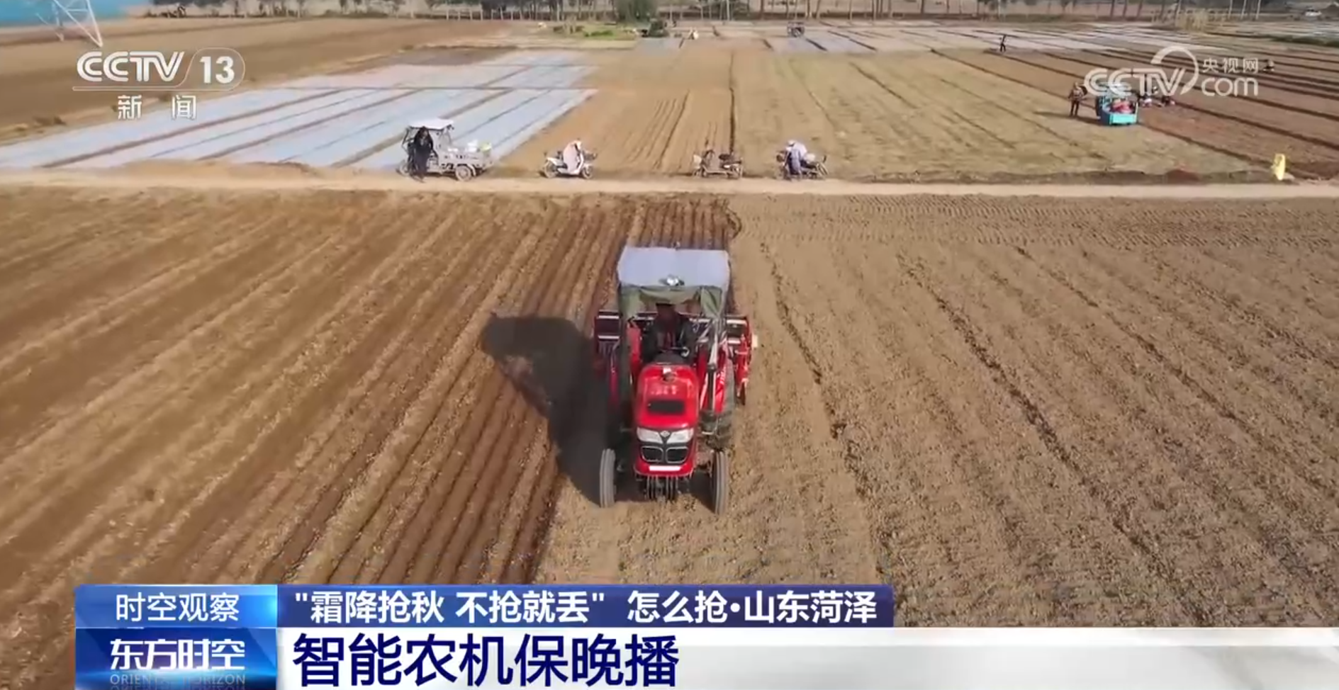 晚播小麦如何保产量? 霜降抢秋该怎么抢? 专家分析