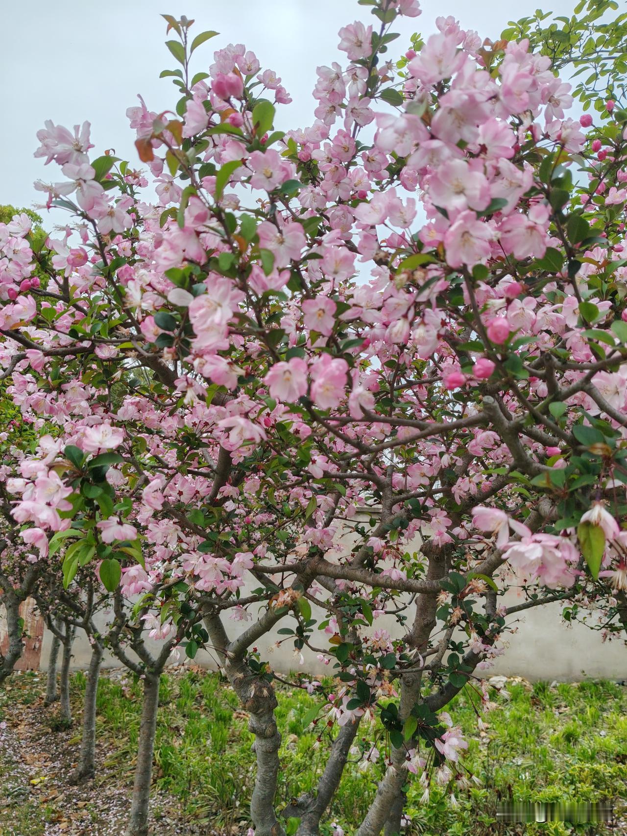 分享一张樱花的照片艳阳高照，小区里面的樱花全部绽开了！微风中飘着阵阵花香。