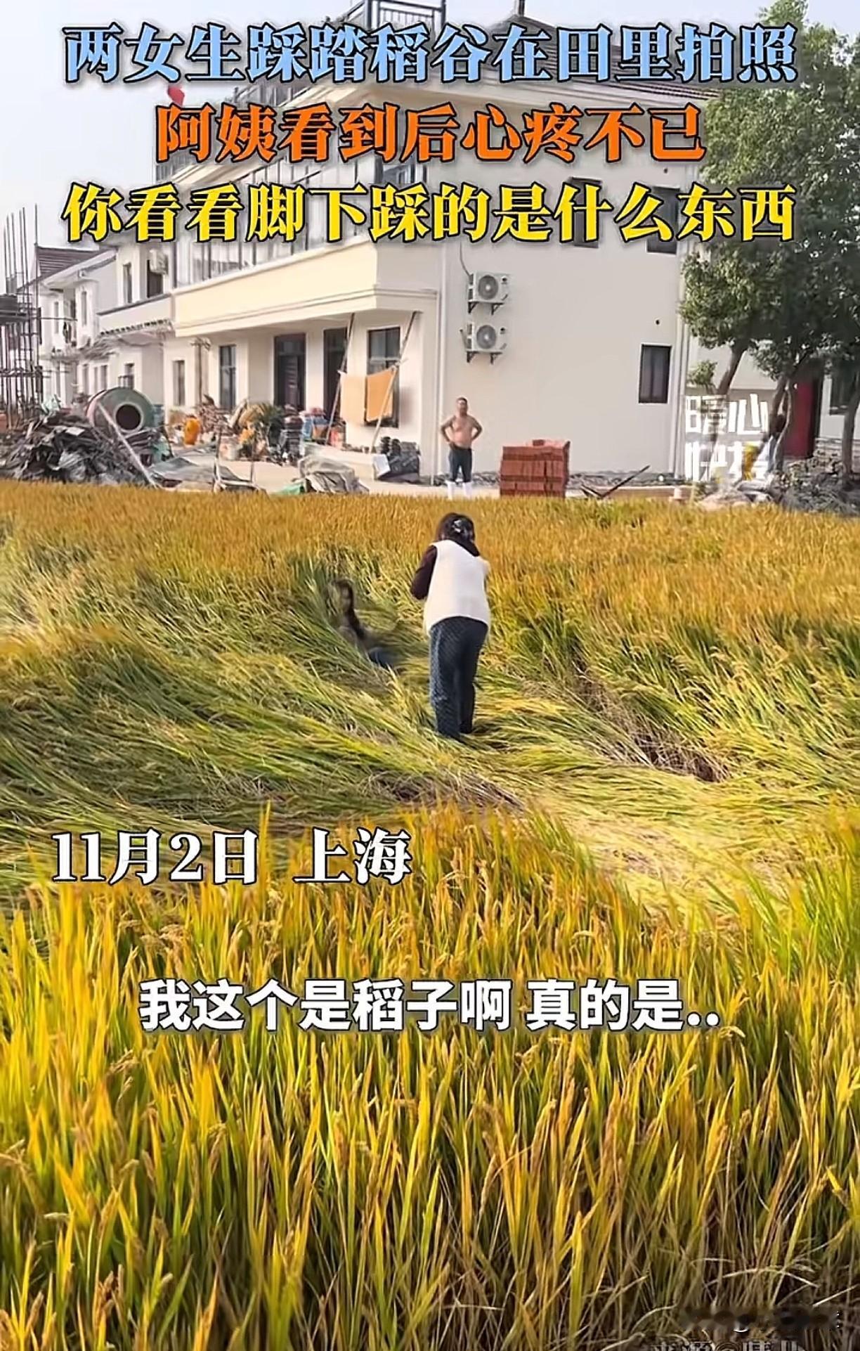 这一幕看得人都气炸了。近日，有网友发视频称，她家的稻田里被一对不知道从哪里来旅游