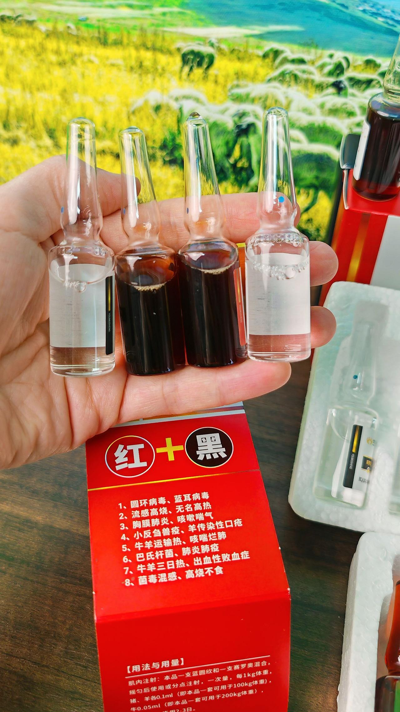 养羊人牛羊养殖农村养羊