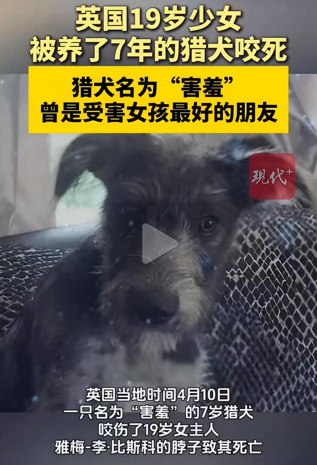 当时19岁的雅梅-李，和那只叫“害羞”的猎犬一起长大。狗从七周大就来到了她家，这