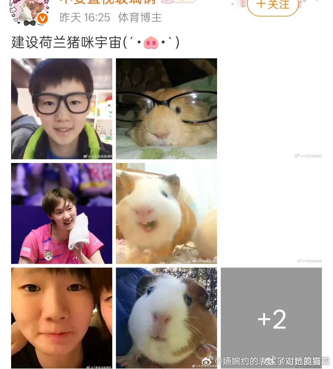 荷兰猪看了都气哭了，猫和猪后开始欺负荷兰猪了