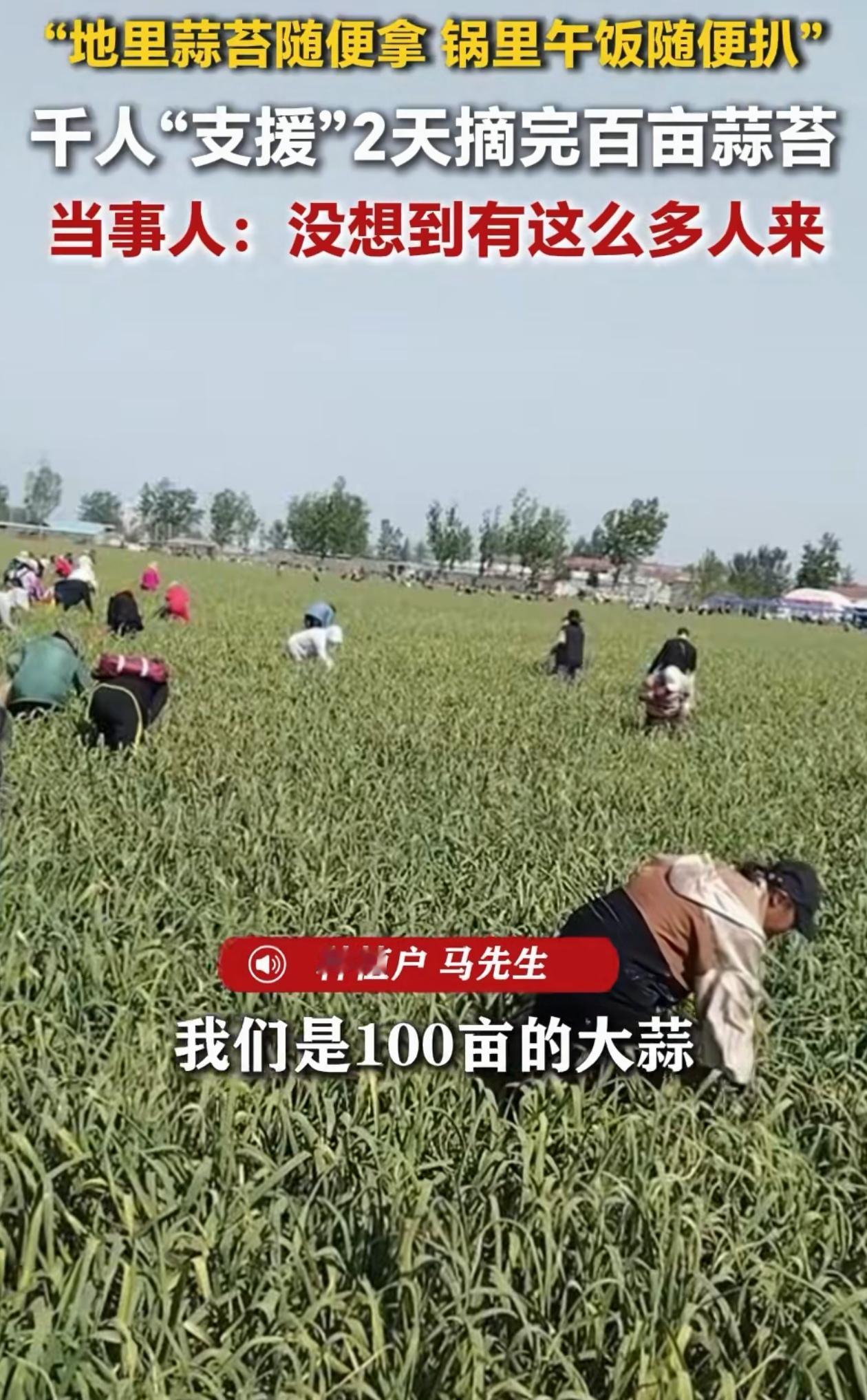 人怎么能聪明成这样？江苏徐州，男子种了一百多亩大蒜熟了，如果雇人摘，一个人一天得