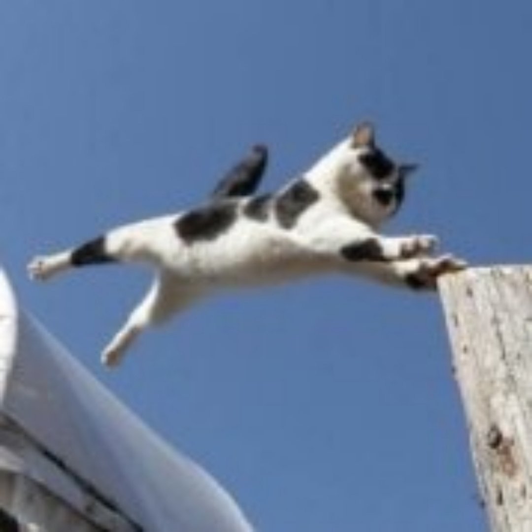 头像分析高圆圆猫的头像很多都是养猫的，再一个是性格强势。狗的头像基本也都喜欢