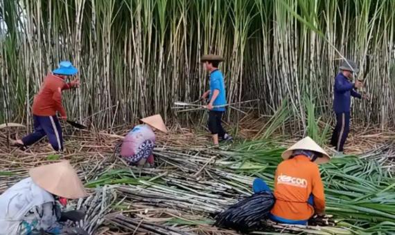 广西人喜欢雇佣大量的越南人砍甘蔗，这些越南人干完活回去以后，会告诉其他越南人中国
