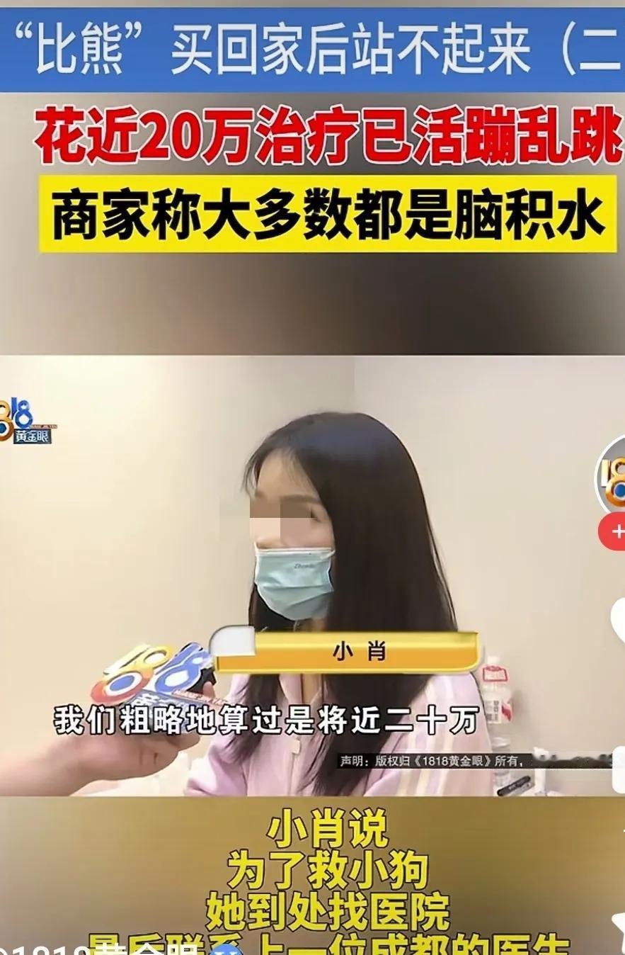 人美心善的小姐姐！为了一条狗花了20万！肖女士就是这样一位人美心善的小姐姐！当时