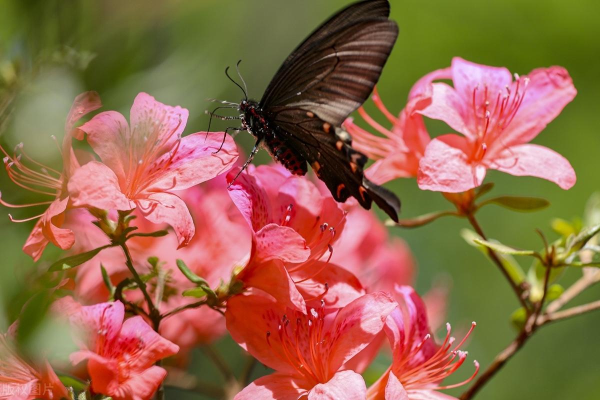 不要惧怕压力，它可以垫高你的人生；不要躲避忙碌，它可以燃烧你的希望；不要拒绝寒冷