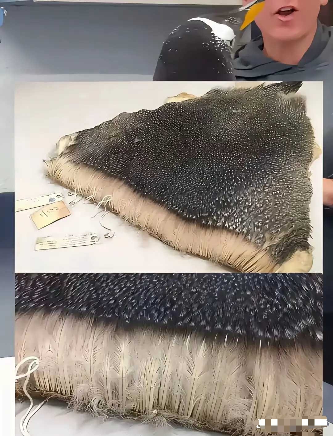 为什么不能摸企鹅看看企鹅的毛