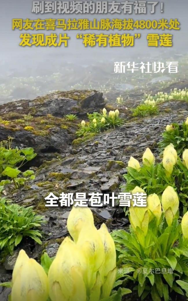 这下好了，不止西藏人知道，全国人民都知道了！男子在攀登喜马拉雅山时，在480