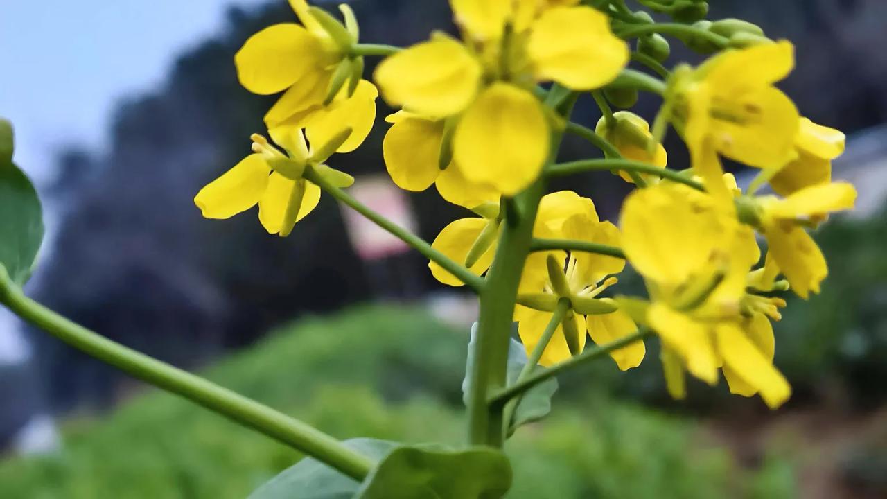 十四岁那年，我做了件荒唐事。二伯母是村上有名的神婆，村上不管老人小孩，要是久病