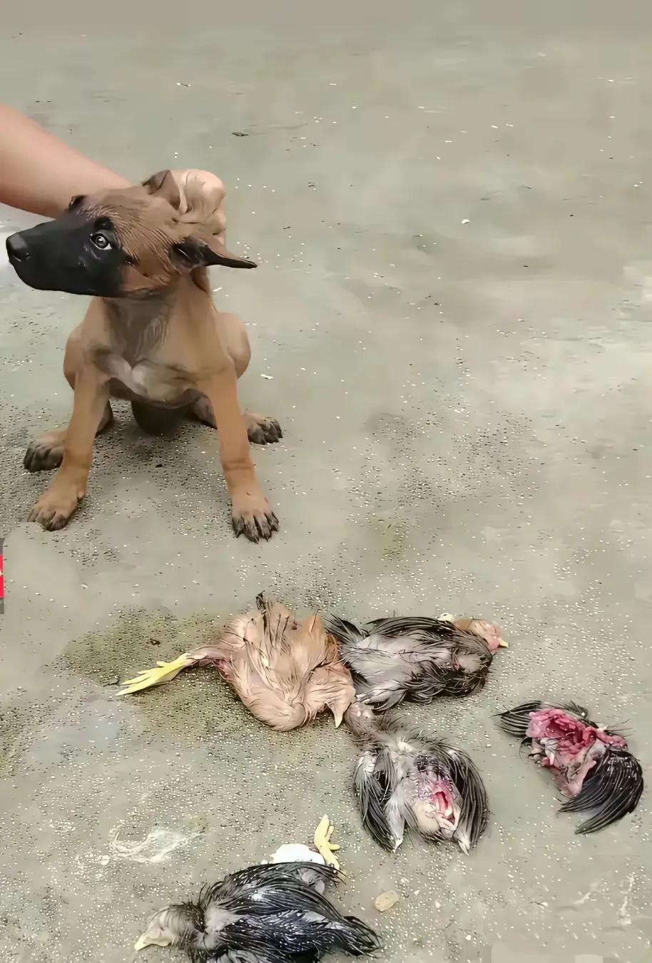 这只小狗咬死了许多小鸡，还跑到主人面前邀功，没想到遭到主人揪头一顿训斥。不知这只