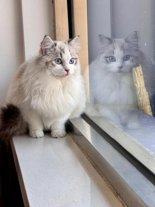 甜甜的小猫咪