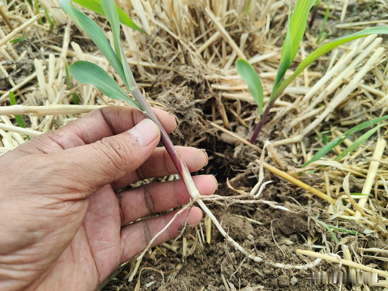 玉米用什么肥产量最高?玉米植株高大，需肥量多。但是，在不同时期、不同施肥方式、需