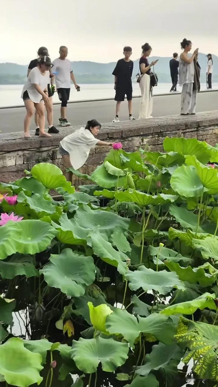 杭州西湖，一女孩看荷花开得正艳，十分喜欢！忍不住摘了一朵。不料，没走几步，被管理