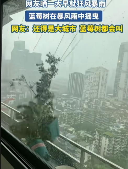 还得是广州，大城市，让人长见识了。蓝莓树不仅会叫，叫声和乌鸦似的，而且还会荡秋千