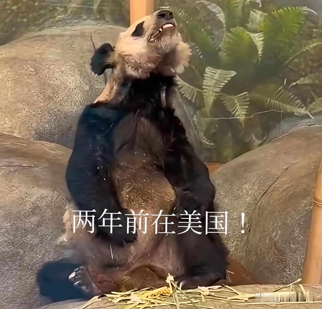 丫丫旅居美国时的照片里，模样枯槁形似鬣狗，那副状态实在惨不忍睹，看着格外让人心疼