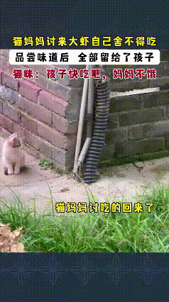 泪目！猫妈妈找到一只虾，自己只舔了舔，全喂给饿坏的小奶猫刷到这个视频时，瞬