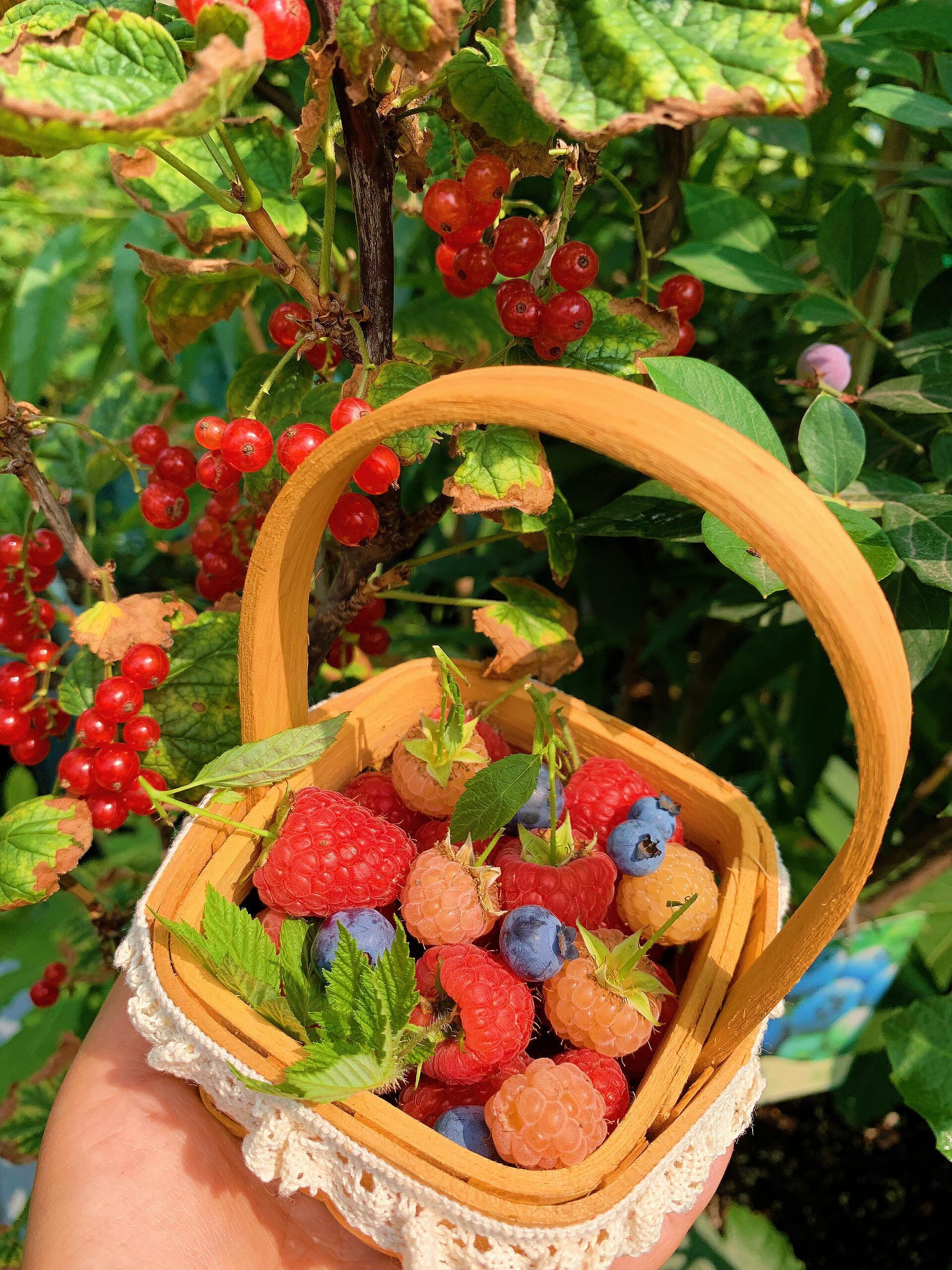 假果子房以外的部分（花托、花萼等）参与发育长成的果子。常见假果（水果）1.苹果