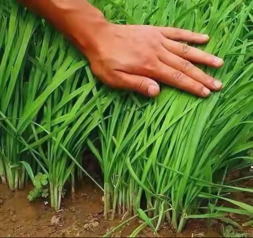 所有人注意，明天股市，就三个明确操作，一个字都别改，照着做咱说句实在的，炒A股这
