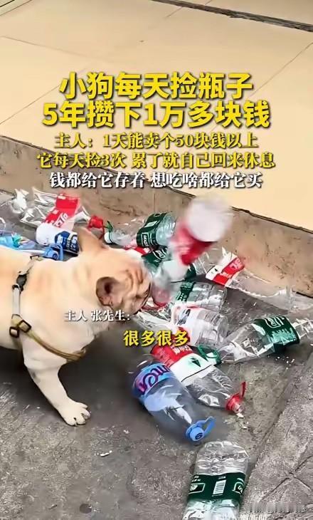 毛孩子捡废品，自己能够养活自己，这真不是一般的毛孩子，看着就让人喜欢，用句老话来