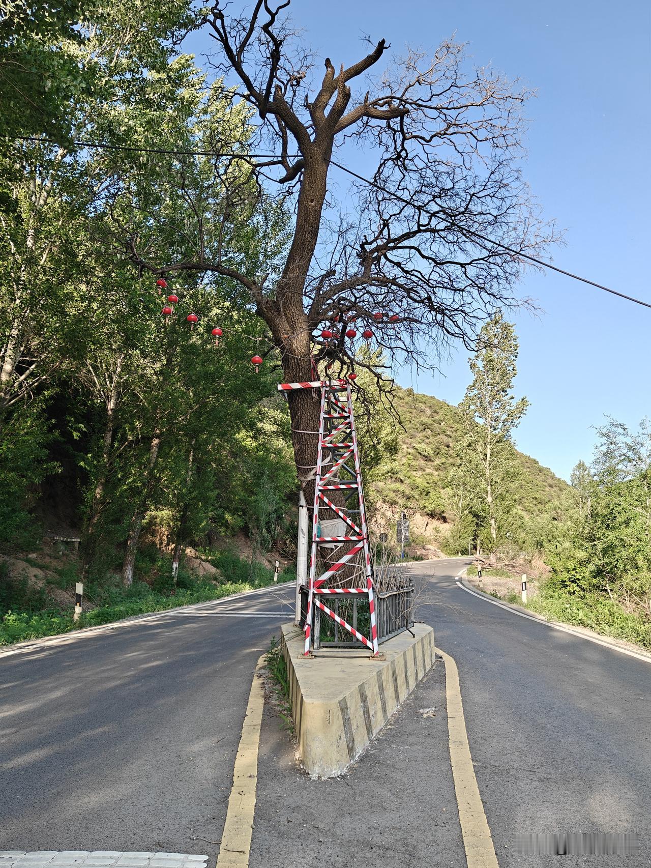 张家口崇礼四台嘴乡黄土窑公路中间的那棵古树干枯了。昨天下午，我开车从常峪口水库进