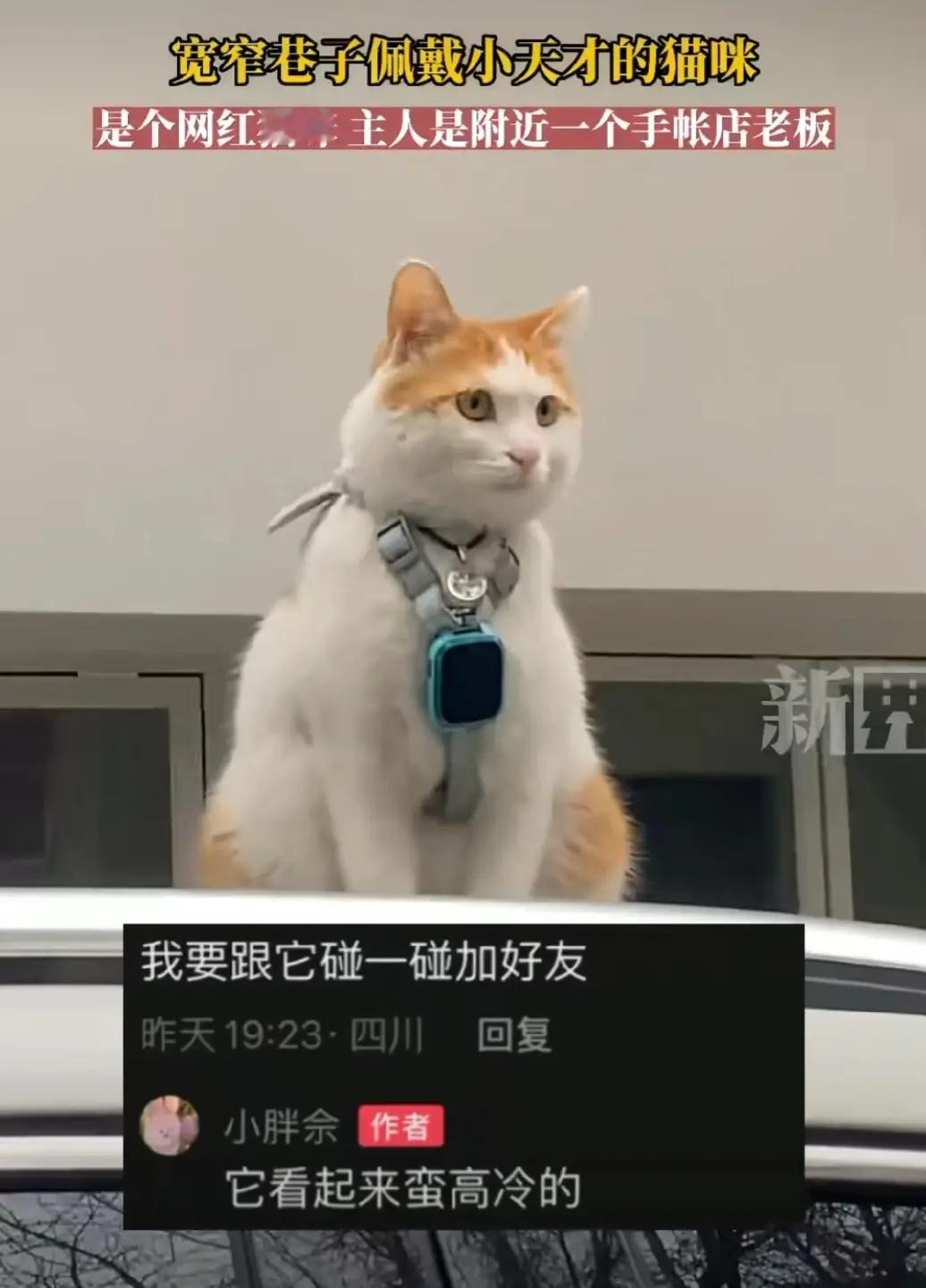 它的主人真的好爱它呀，又是猫牌又是电话手表，然后又让它自由成长。​​​