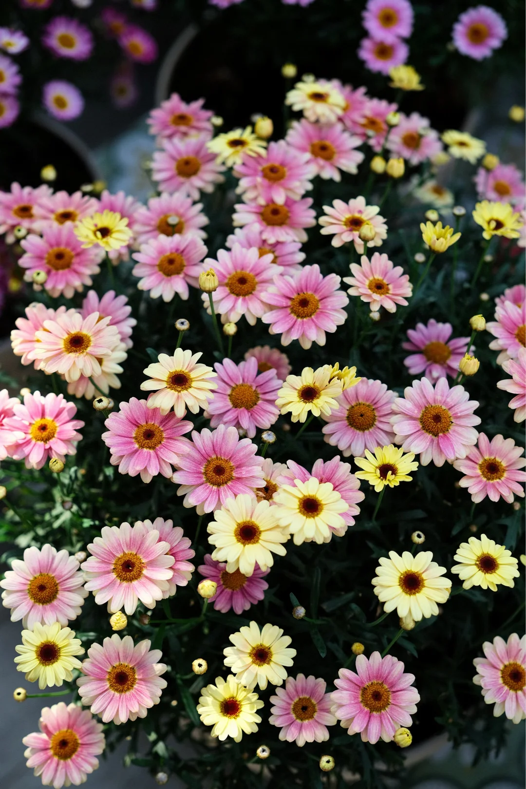 玛格丽特糖果 看起来很好吃