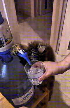 恁瞅瞅俺家这猫，精哩跟个猴样！俺去接水嘞时候，它立马凑过来，小爪子“啪”一下就把