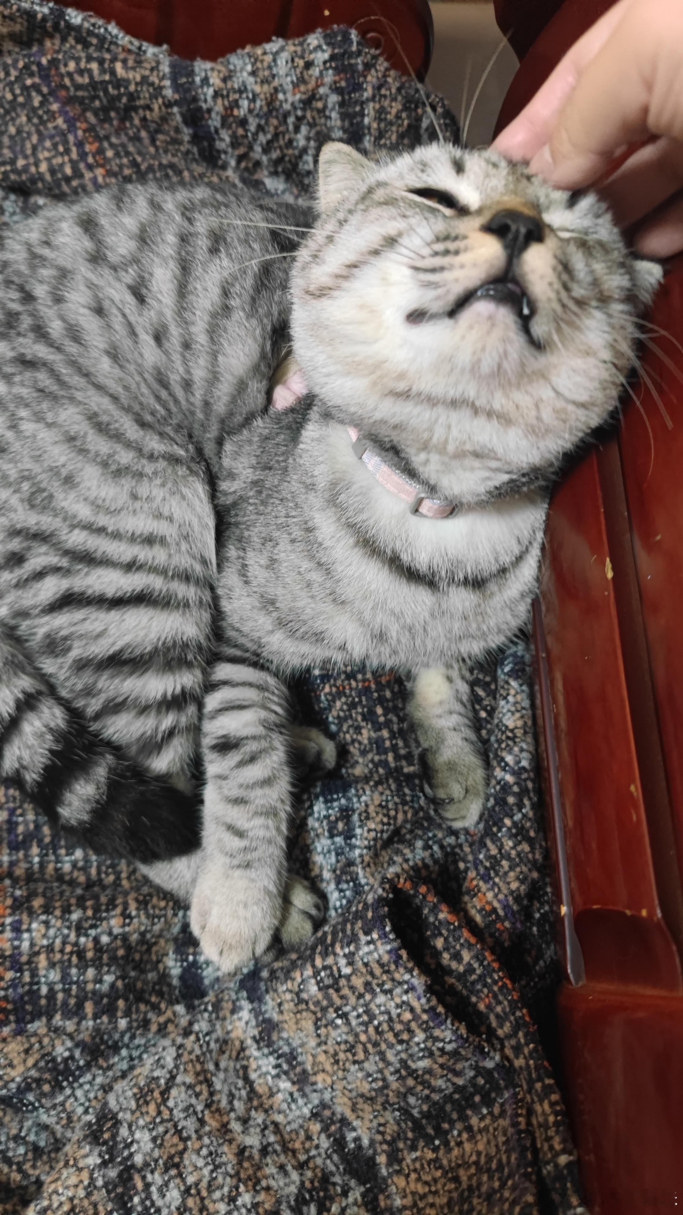 为啥我的猫有点像狗呀？一直要我摸头，一停下就用头拱我的手[哭哭]还跳在我身上，直接