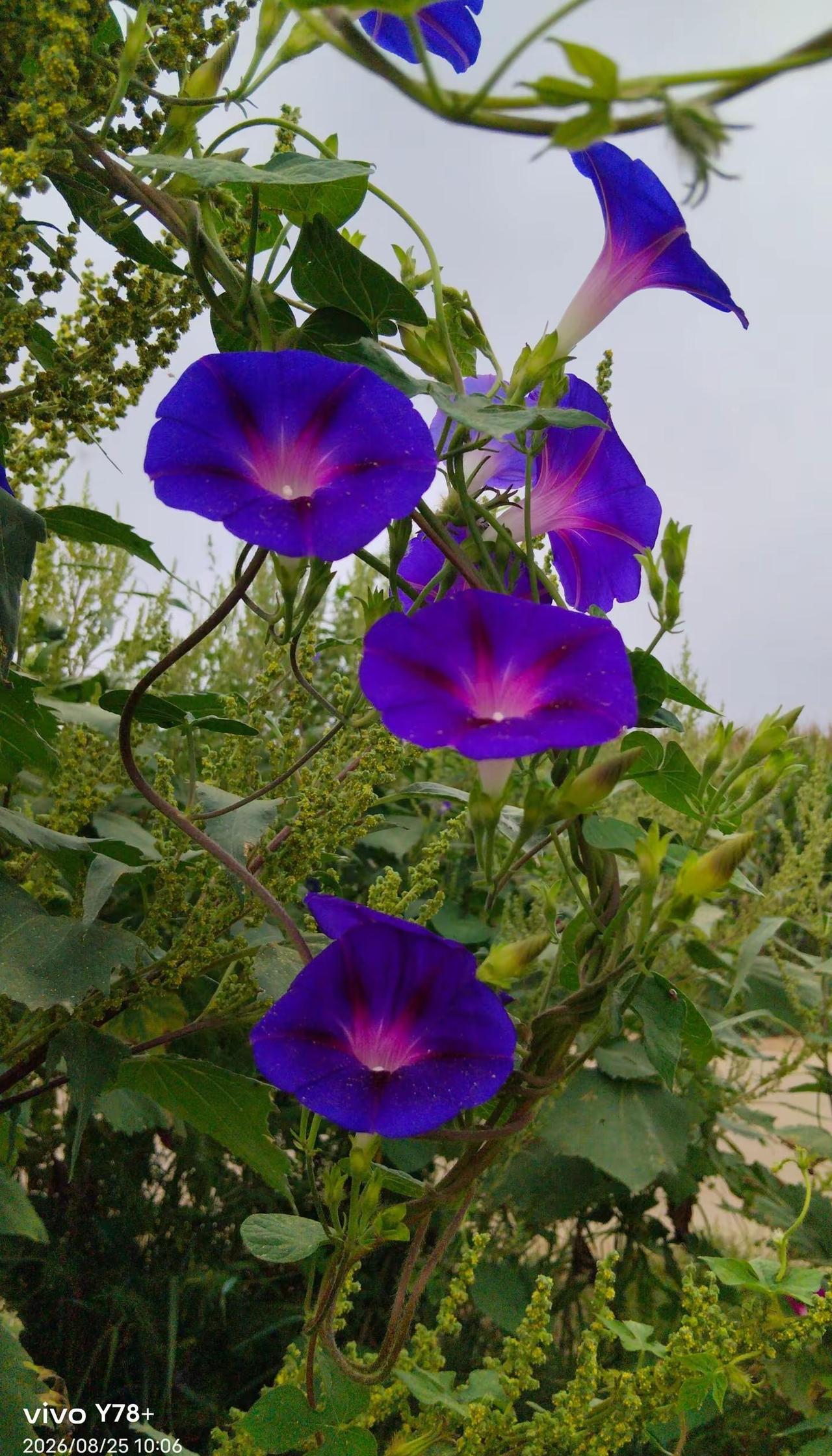 牵牛花2026-9-7。白露-用你拍摄的小花回个礼吧！草本植物我的摄影日记生