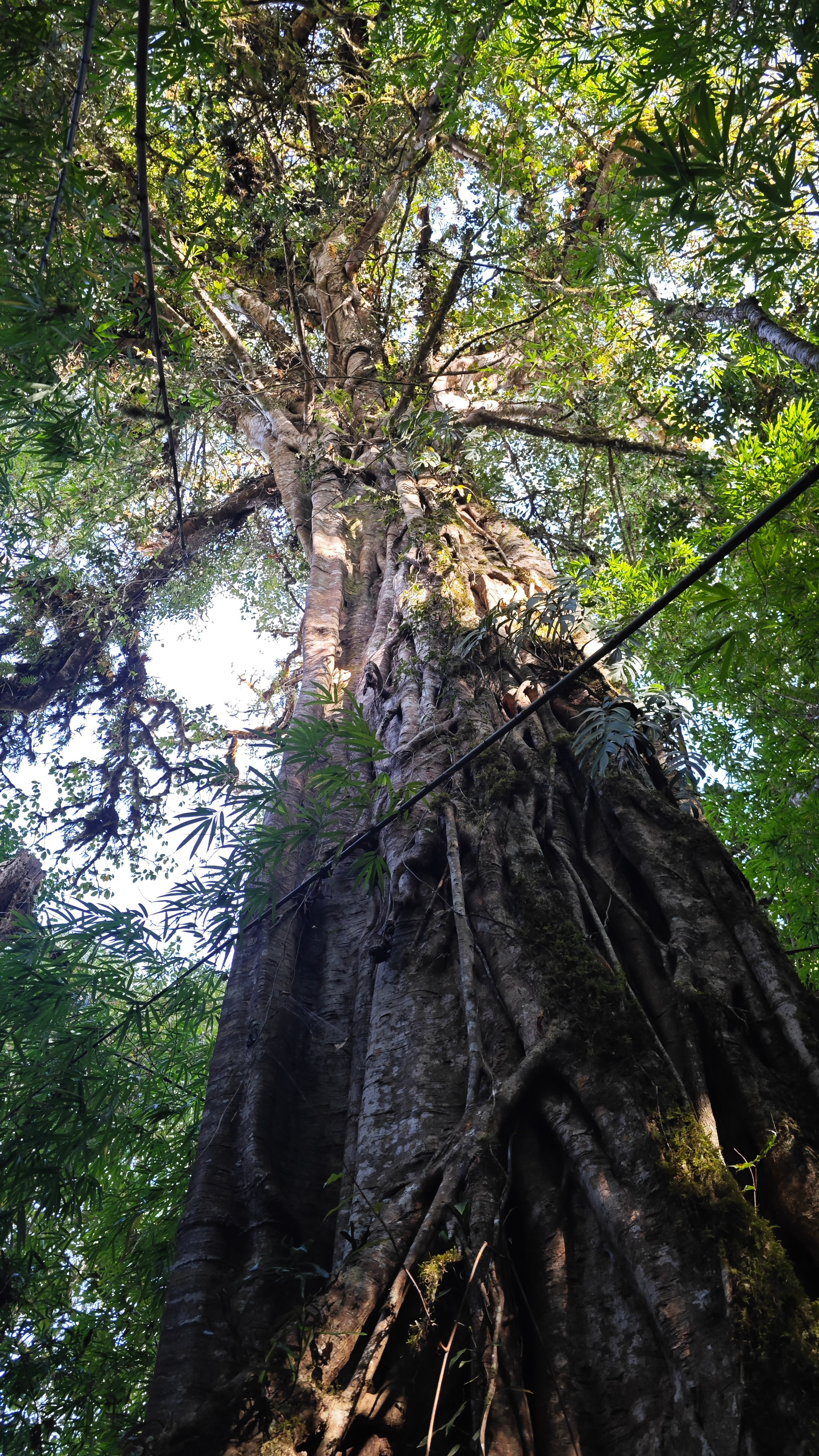 植树节分享一些好看的树木，分别是墨脱的多脂橄榄，小果紫薇，某种榕，盈江的阿萨姆娑