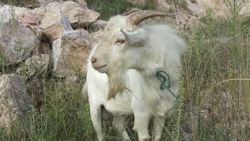 山羊头和狗图片猜成语_山羊和绵羊图片