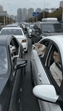 不懂就问，这个是AI吗？