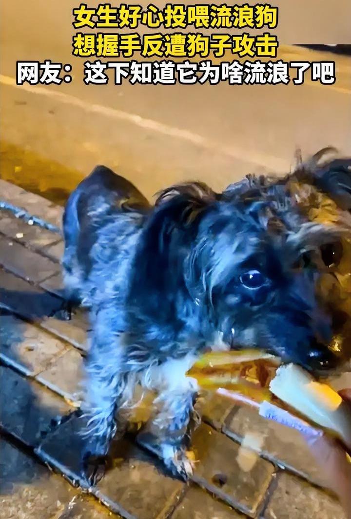 现实版的农夫与蛇女子好心喂流浪狗吃的时候狗特别乖巧等吃完了女子伸手想要握握