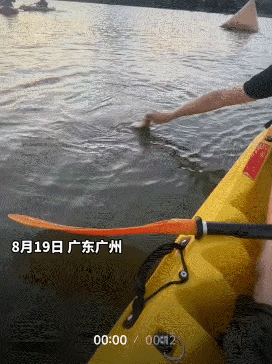 万万没有想到，广州一男子与女友在白云湖公园划桨板，本是想着游山玩水一番，结果没想