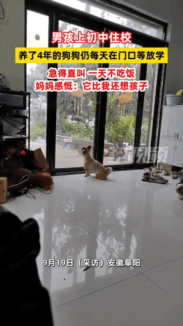 万物皆有灵性！安徽，男孩刚上初中住校，养了四年的狗狗仍每天在家门口等待小主人放学