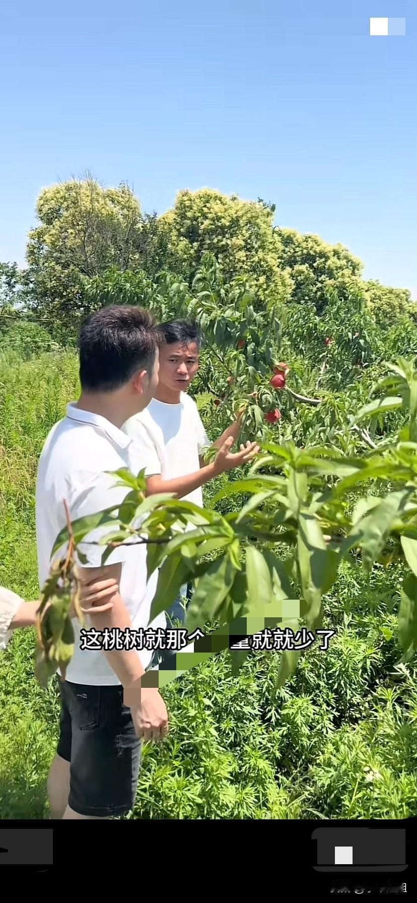 厉怀远热情的带远道而来的朋友到果园，分享桃子种植的经验！朋友参观了怀远的果园！