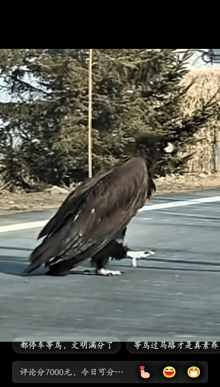 吉林延边，一男子开车途经珲春某湿地时，被眼前出现的一只“巨鸟”惊住了。这只鸟正站
