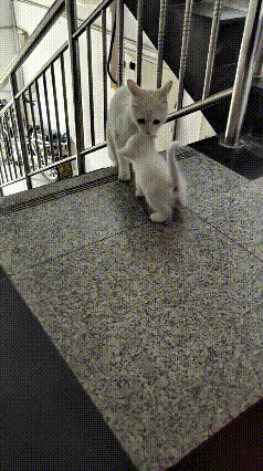 恁瞅瞅这大猫小猫！大猫上楼来看孩子，小猫老远瞅见妈妈，立马颠颠儿迎上去，凑上去跟