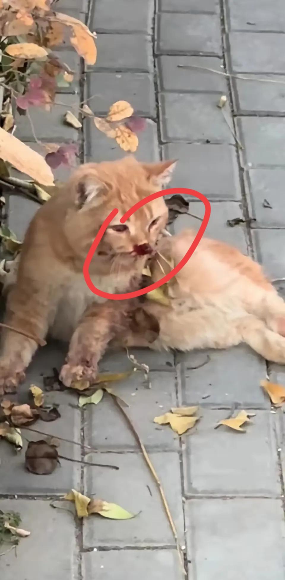 一只可怜的橘猫被主人遗弃了,这天它被一群顽皮的孩子追着打了一顿,嘴巴被打破,脚也