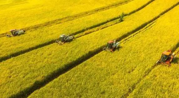 中国该怎么做？9月17日，印度推倒了2026年粮食危机的第一块多米诺骨牌：大米减