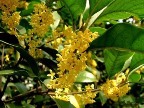 四季桂:花黄白色,稍淡,除严冬及酷暑期无花外,其余时问都能开花,但