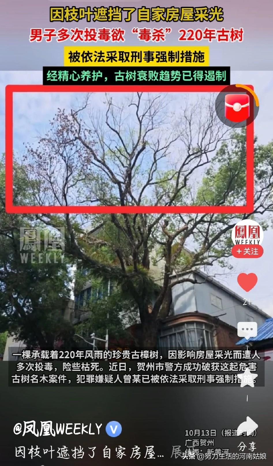 广西贺州一棵220年的古樟树，枝叶都黄了，差点枯死，一查竟是有人投毒。凶手