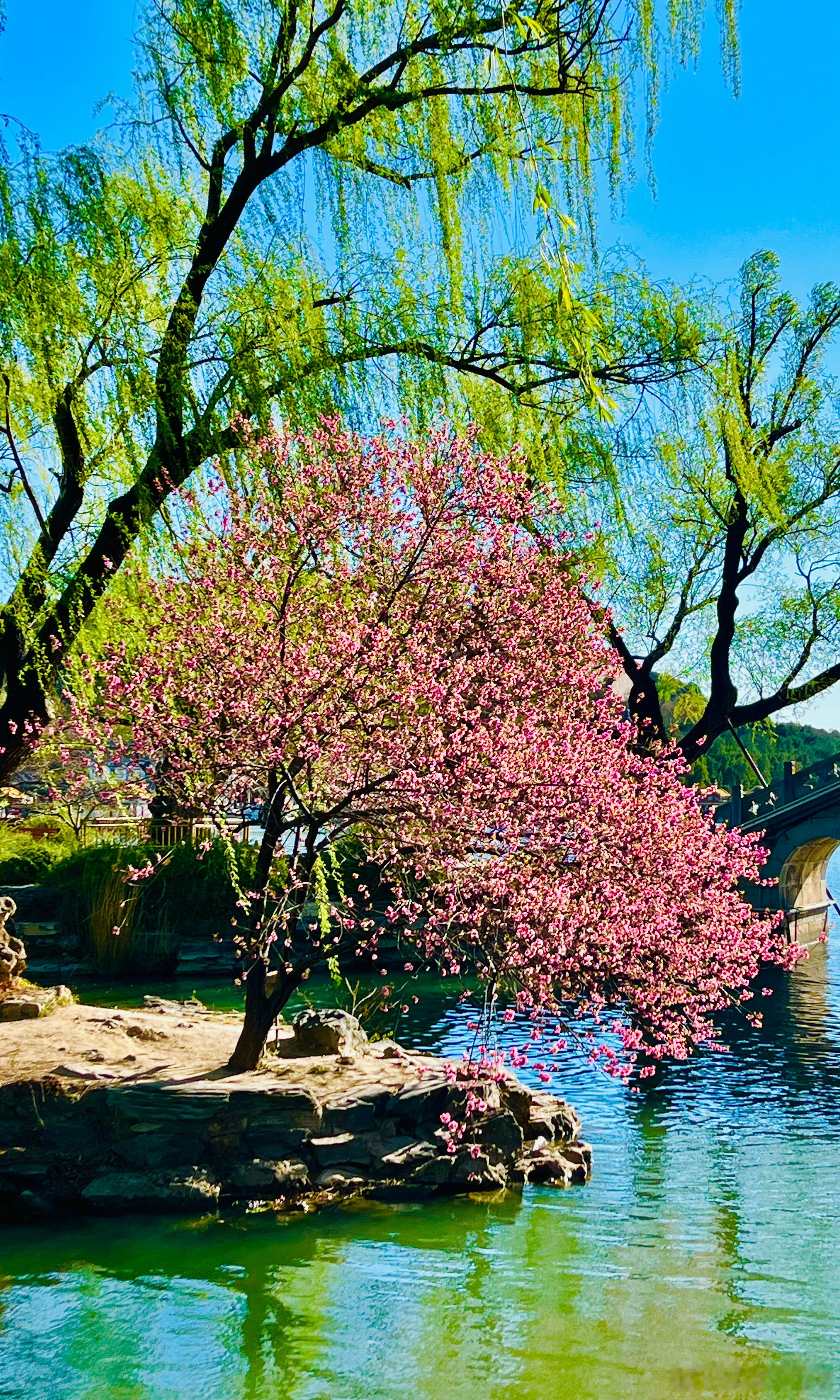 颐和园豳风桥畔桃花开摄影