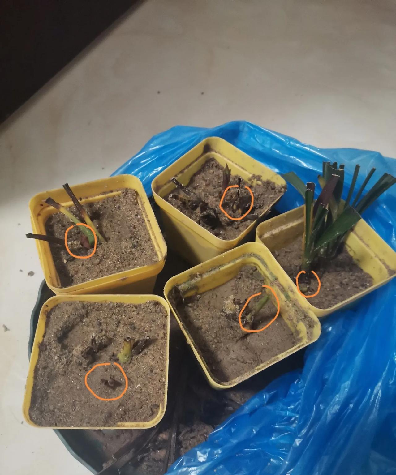 被我养死的兰花重新有了生机。我的几棵兰草被我养的已经没有叶子了。兰友们指导我捂