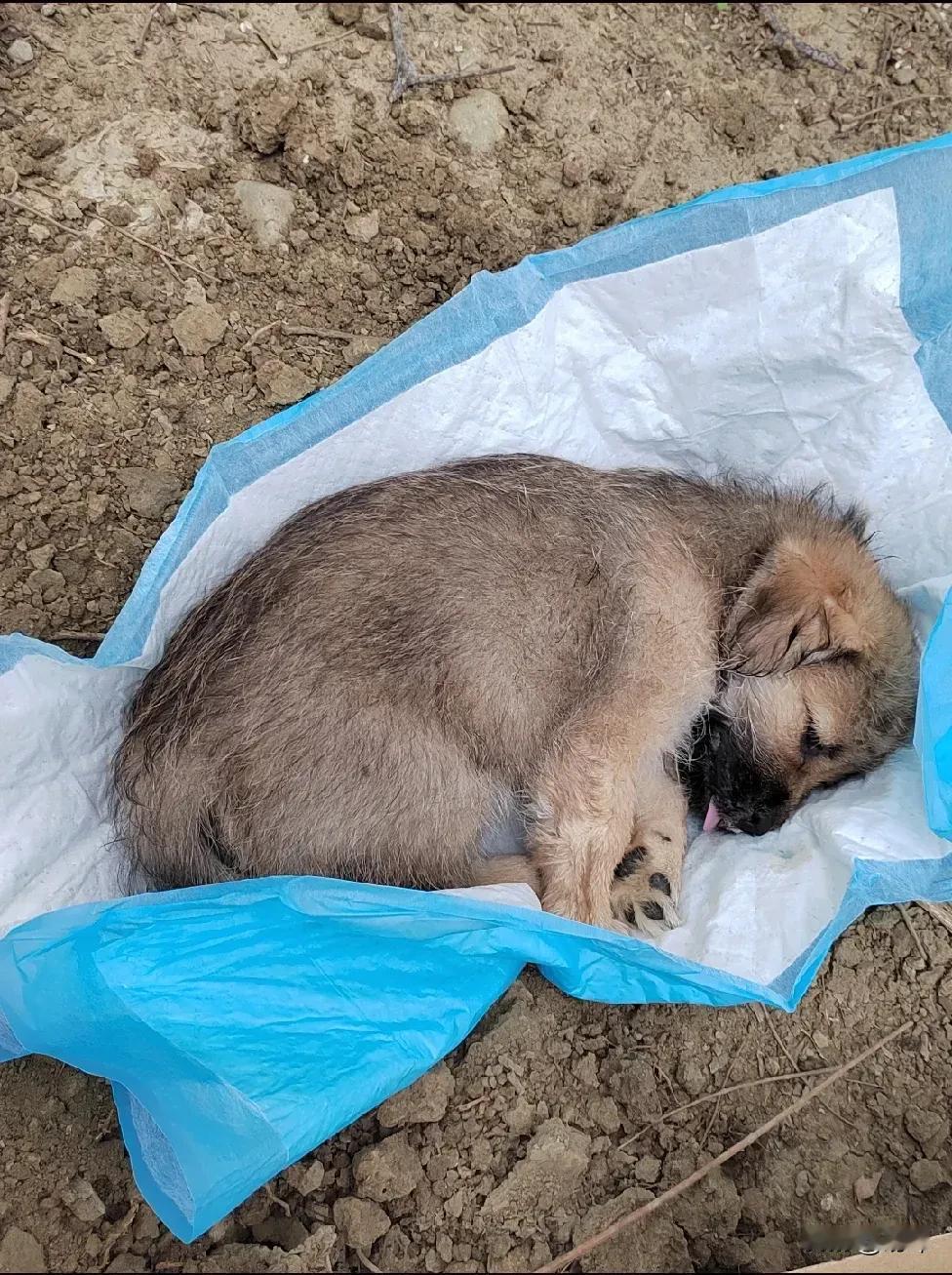 一位读小学的小男孩在十岁生日的时候，他的舅舅买了一只小奶狗送给他，他非常开心，觉