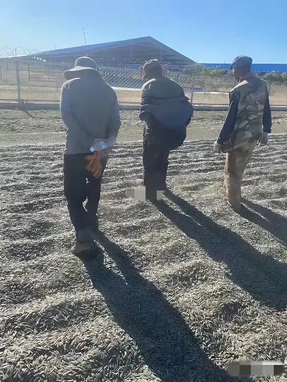 有网友说：这辈子，我再也不会吃瓜子了，太恶心了。这些网友表示以后不再吃瓜子的