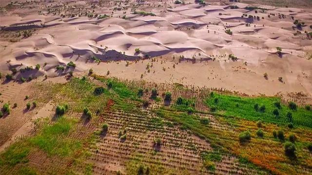 万万没想到，中国工程闹了个大“乌龙”，原本以为在沙漠种小麦产量会很低，不料一亩地