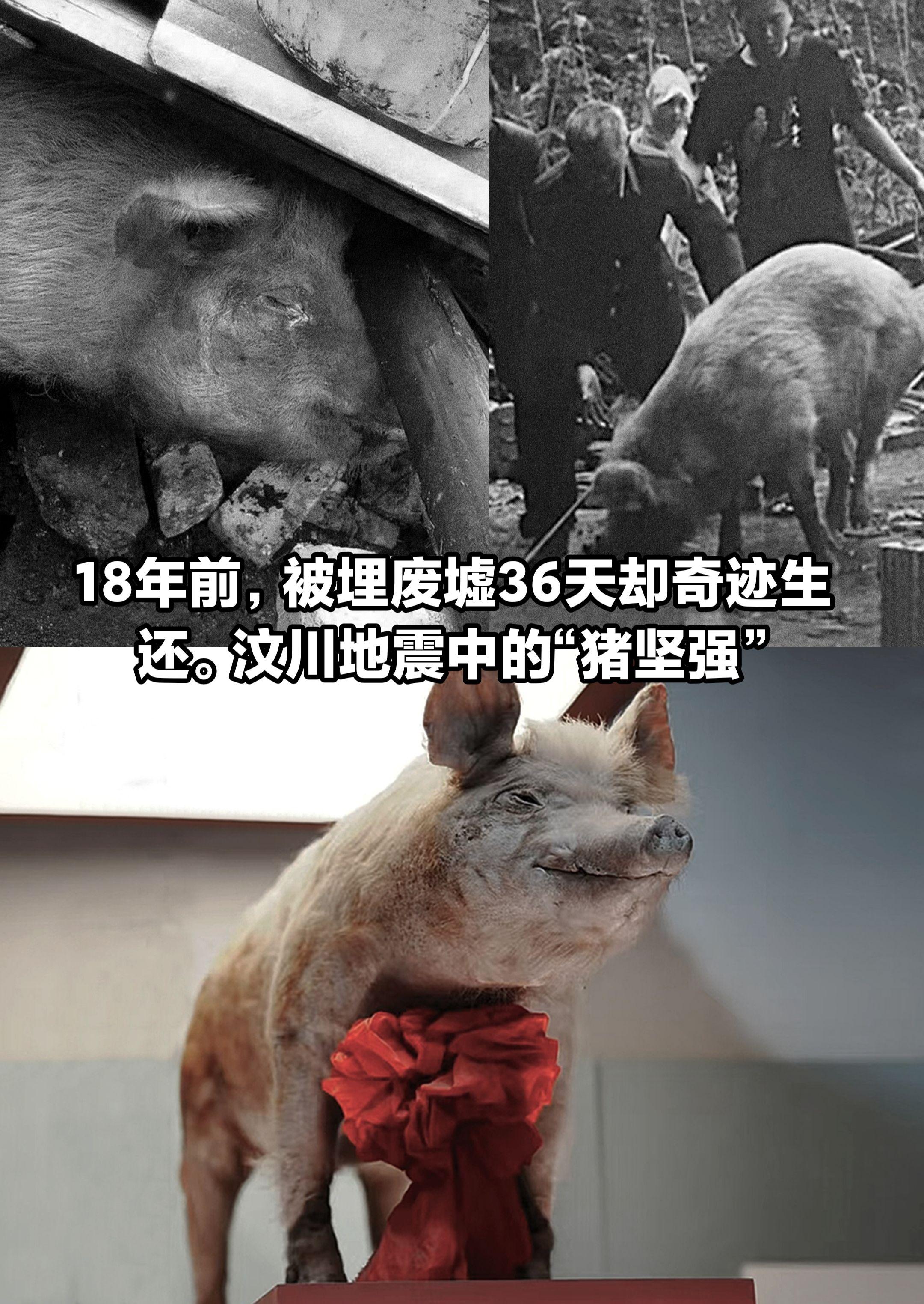 被埋废墟36天奇迹生还的“猪坚强”